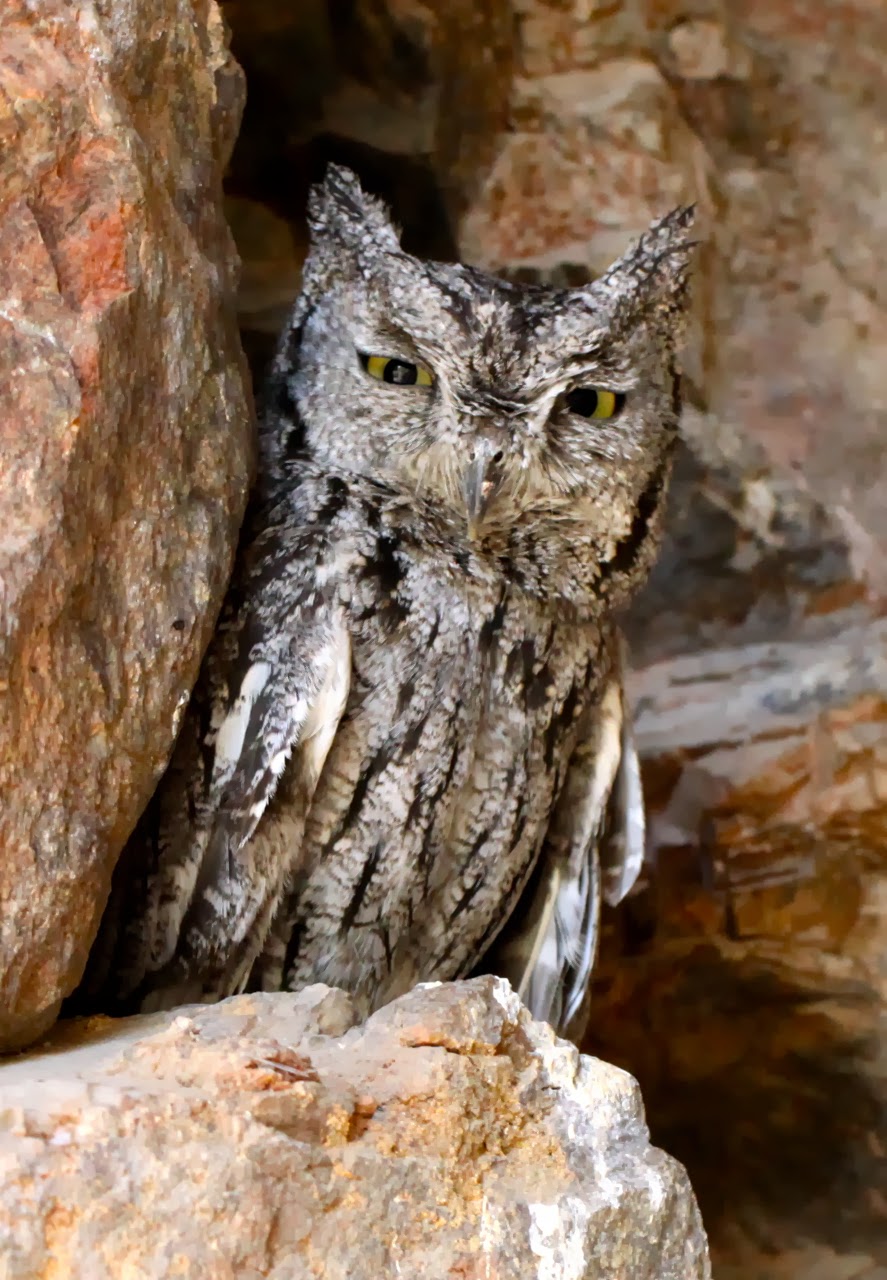 Tommy D's Birding Expeditions Owling Arizona 15 Ways to Better