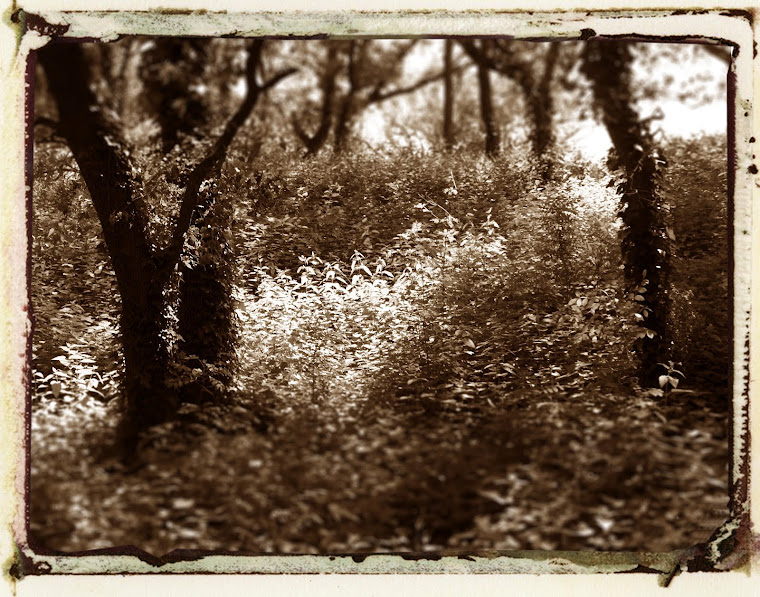 Oléron forêt Boyardville