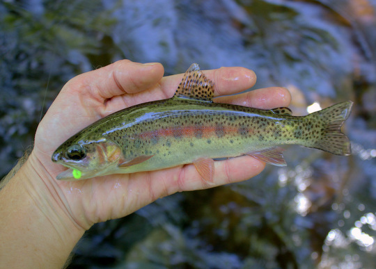 Rainbow trout were eating terrestrials in Cataloochee Creek