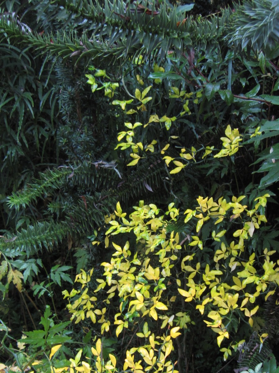 The Gardener S Eye Buddleia Alternifolia In The Upper Garden