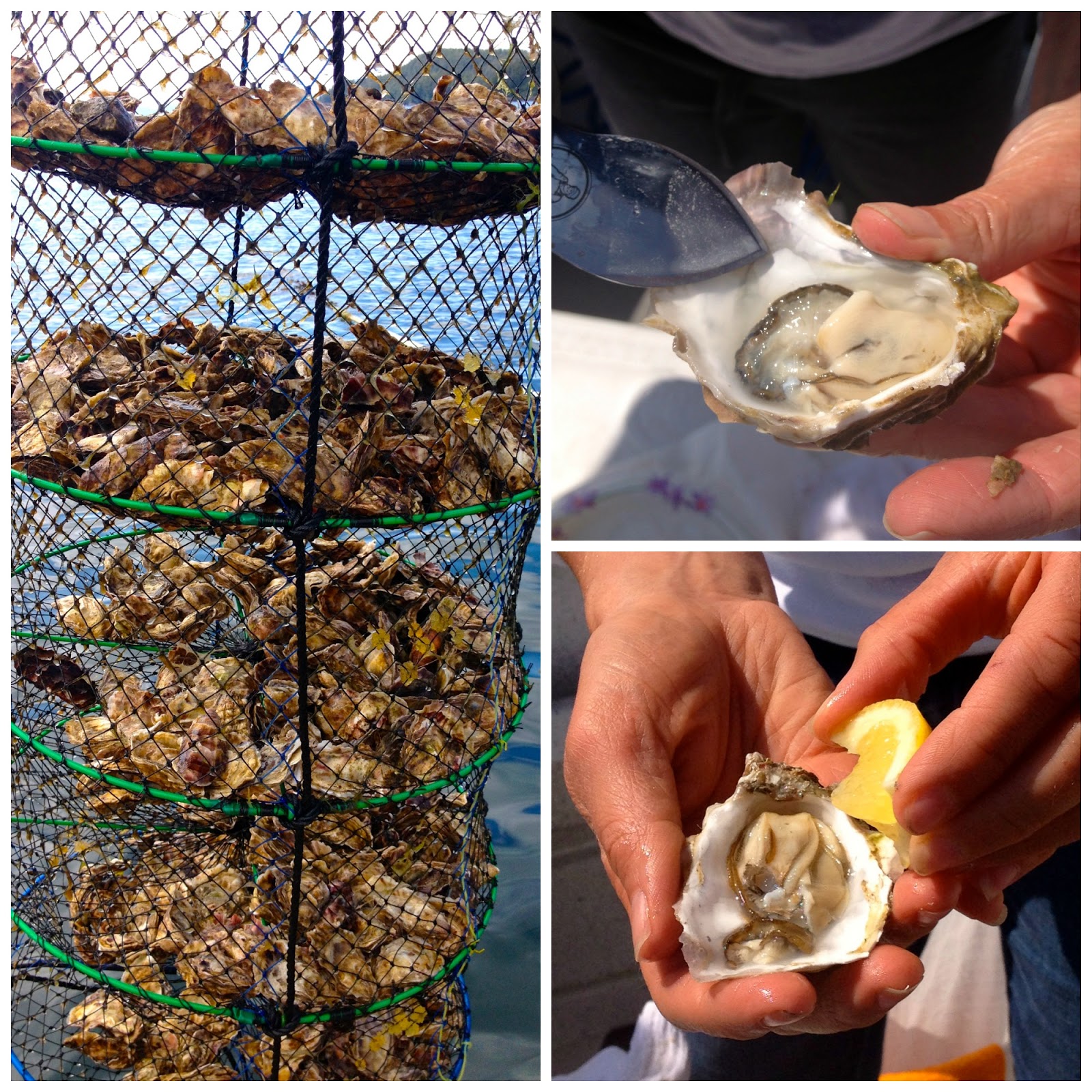 The Baked Alaska Project Royal Wave Oyster Farm