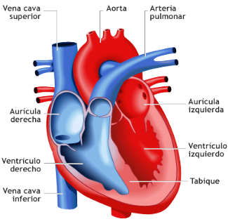 Qué es el Corazón - Funciones, Enfermedades, Arterias, Venas, Cómo es