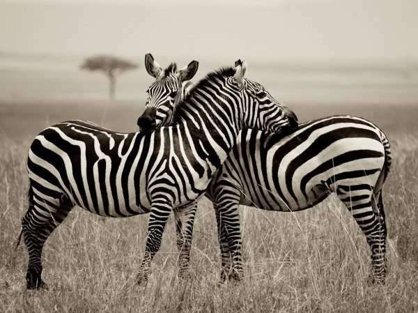 Zebra Pair, Kenya Zebra Pair, Kenya