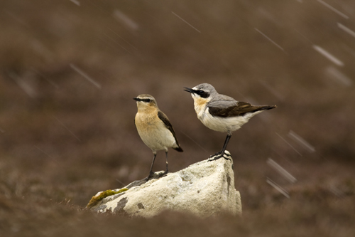 Northern Wheatear in pair