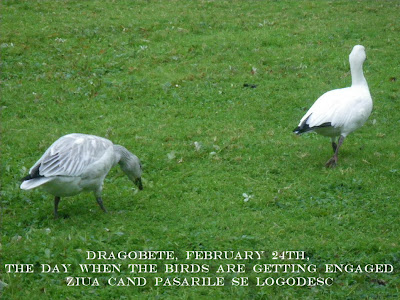 Dragobete, the day when the birds are getting engaged