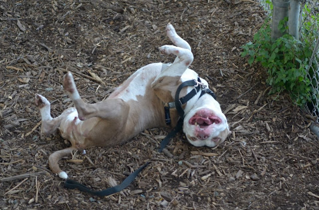 Cali is the shelter's current r...