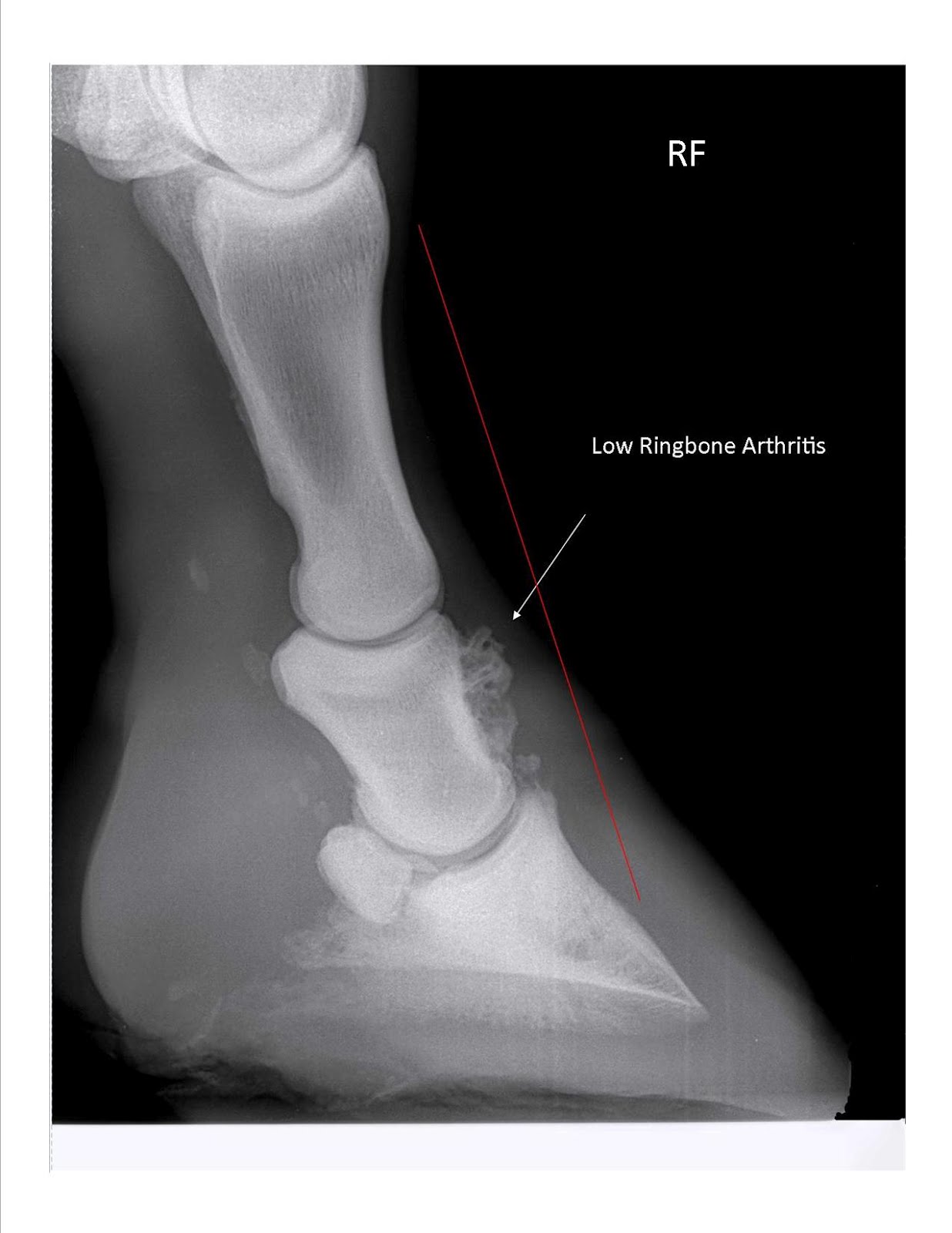 CurOST Ringbone and Arthritis