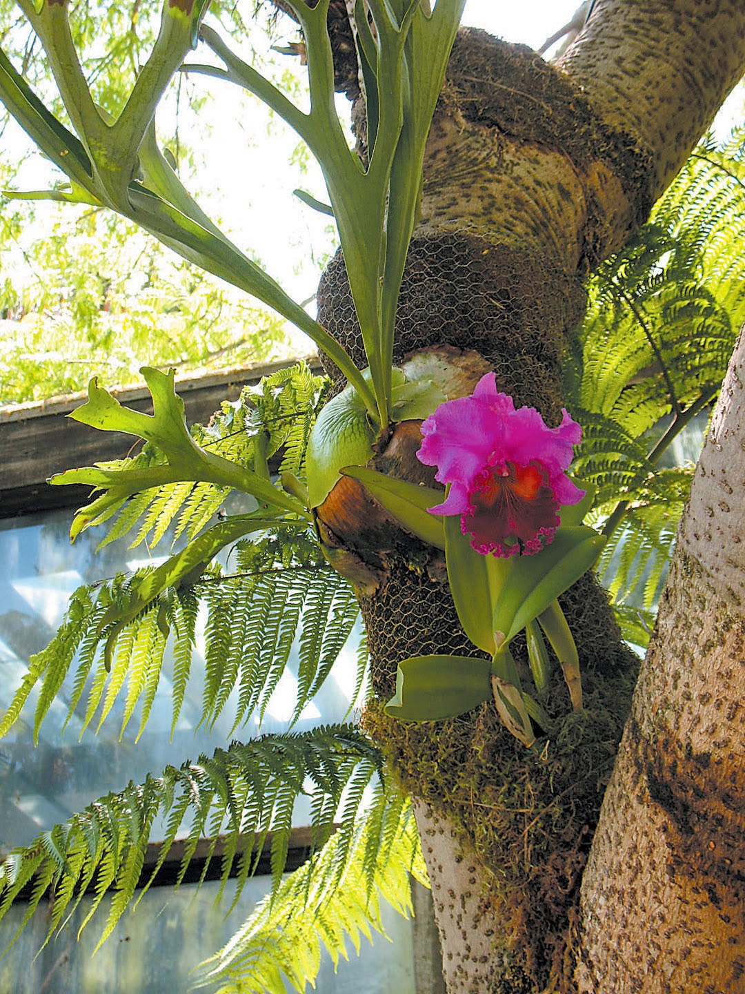 Cum Să Atasaţi O Orhidee De Un Copac Lumea Femeilor Si A Barbatilor