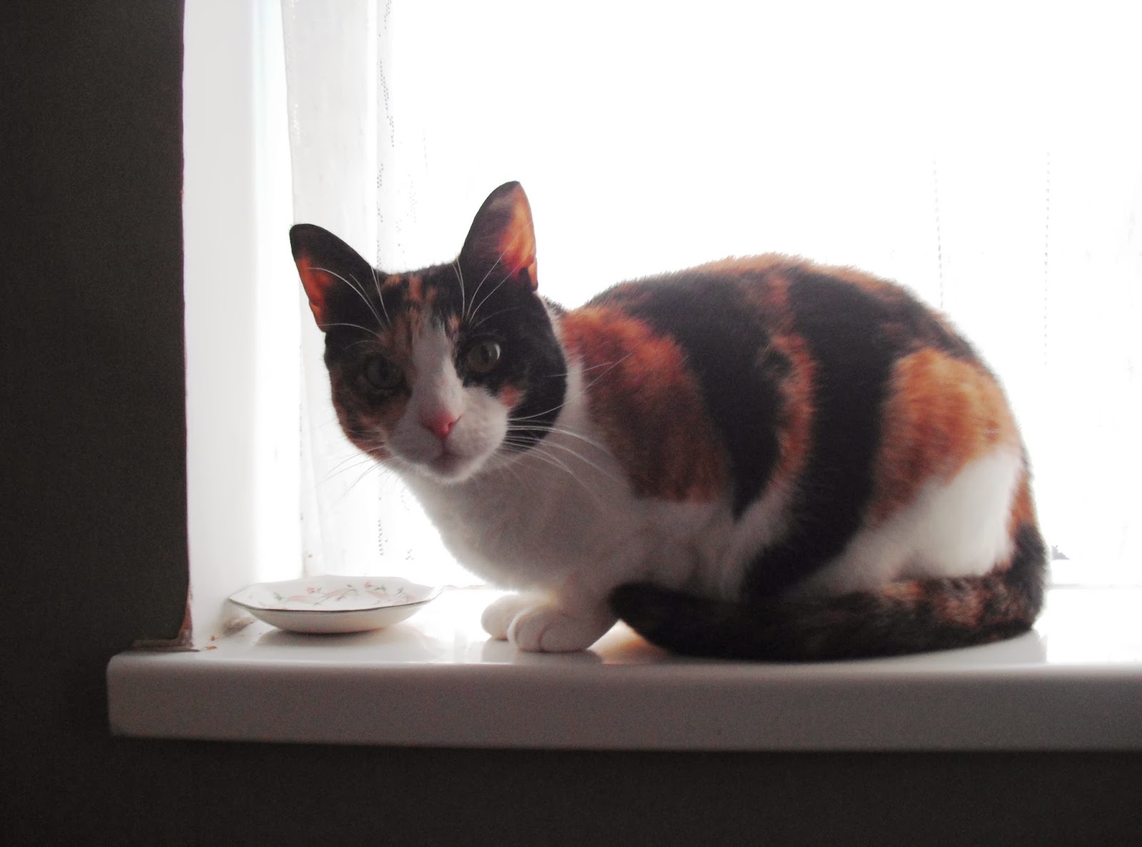 life after money cat food on a tight budget