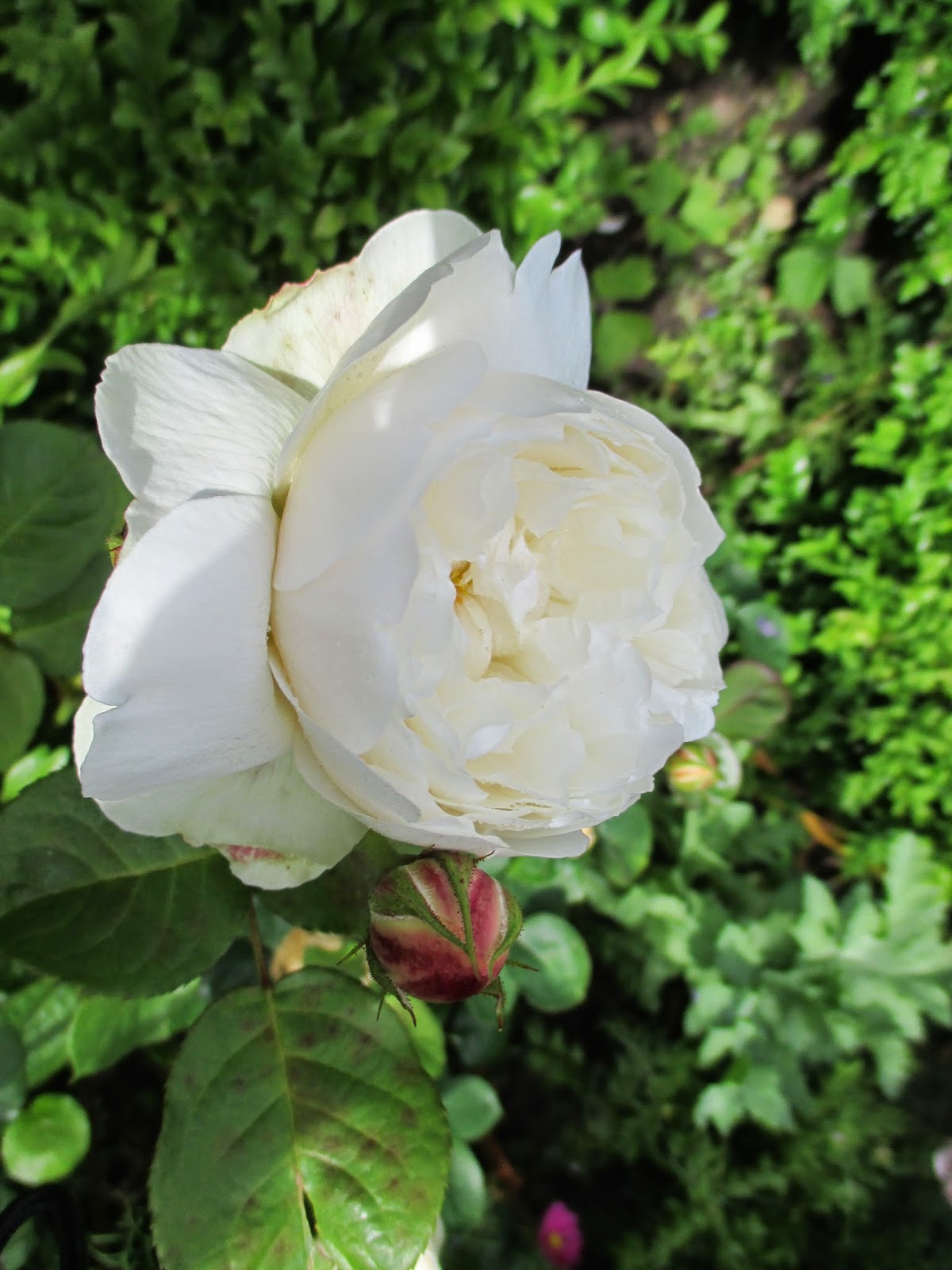 Agrihunt Roses An Introduction To Rose Types