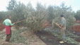 Harvesting olive trees