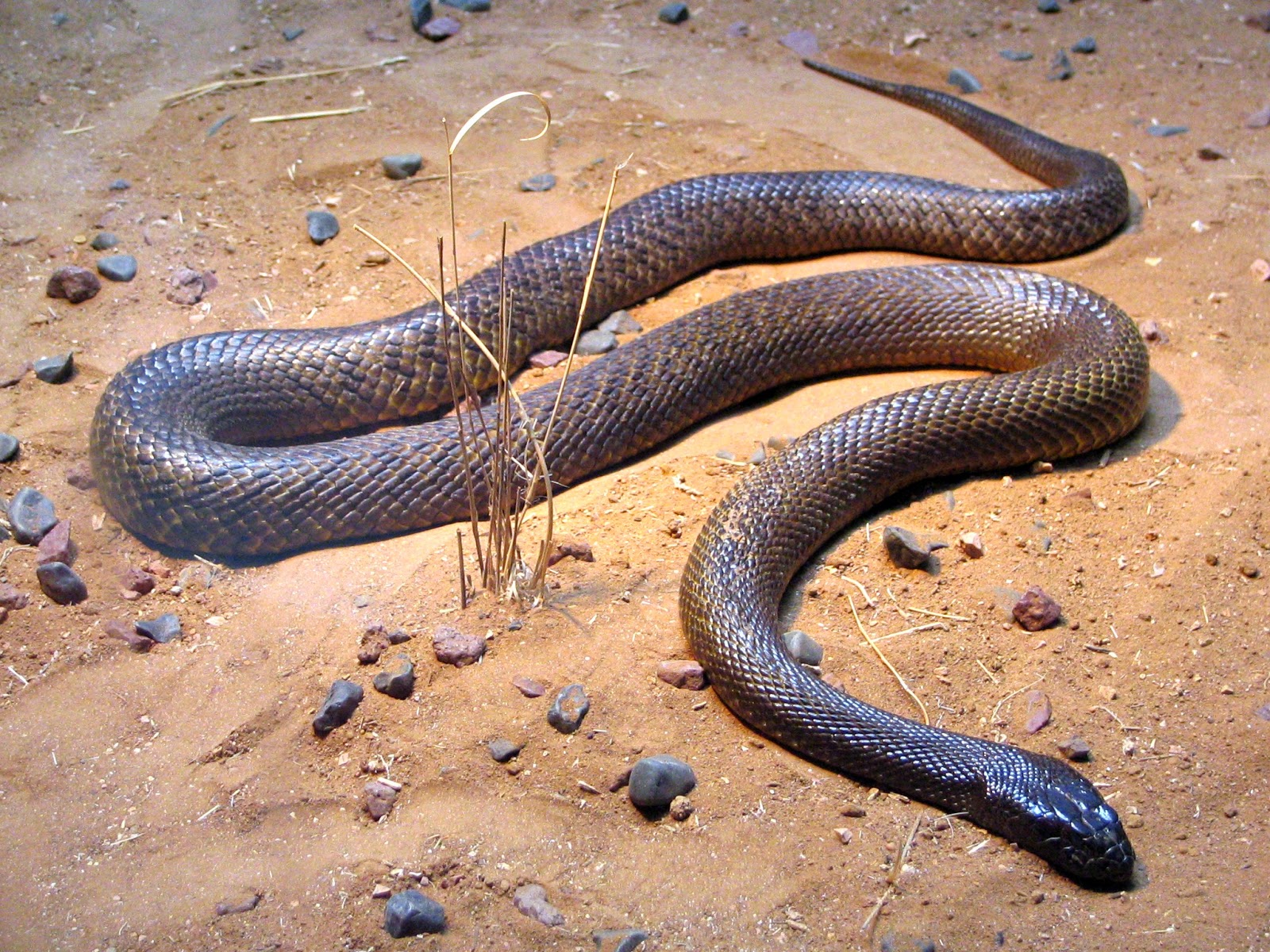 Top 5 Of The Most Poisonous Snake
