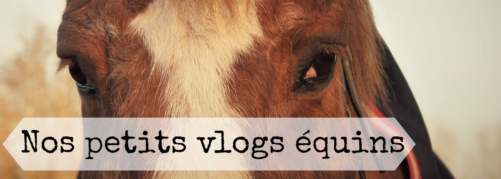 Nos petits vlogs equins