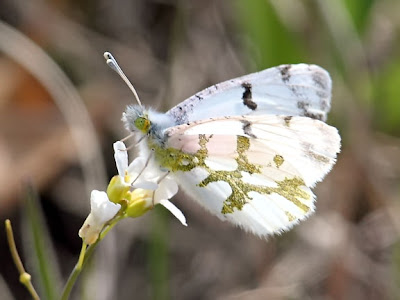 olympia marble butterfly