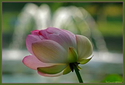 lotus|floaredelotus|lotusflower|Lotosblume|λωτόςλουλούδι|fiorediloto|flordelótus|flordeloto|lótuszvirág <br />