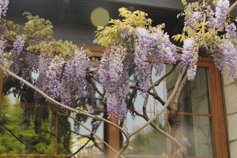 evimi seviyorum mor salkimli ev den