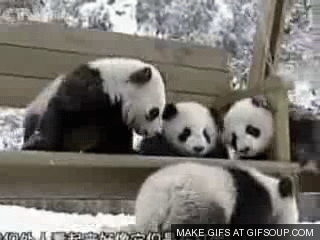 gif+pandas+jugando.gif