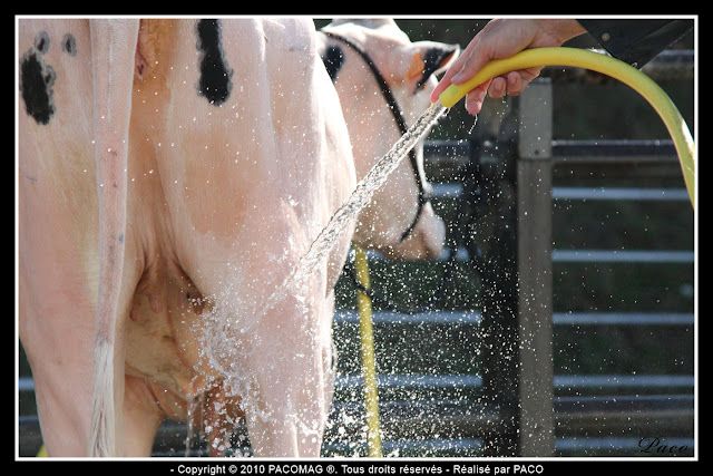 lavage des vaches à la foire Commerciale et Agricole de Sedan