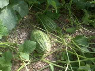 Para+Que+Sirve+El+Melon para obtener la recompensa que les proporcionan las flores de ...