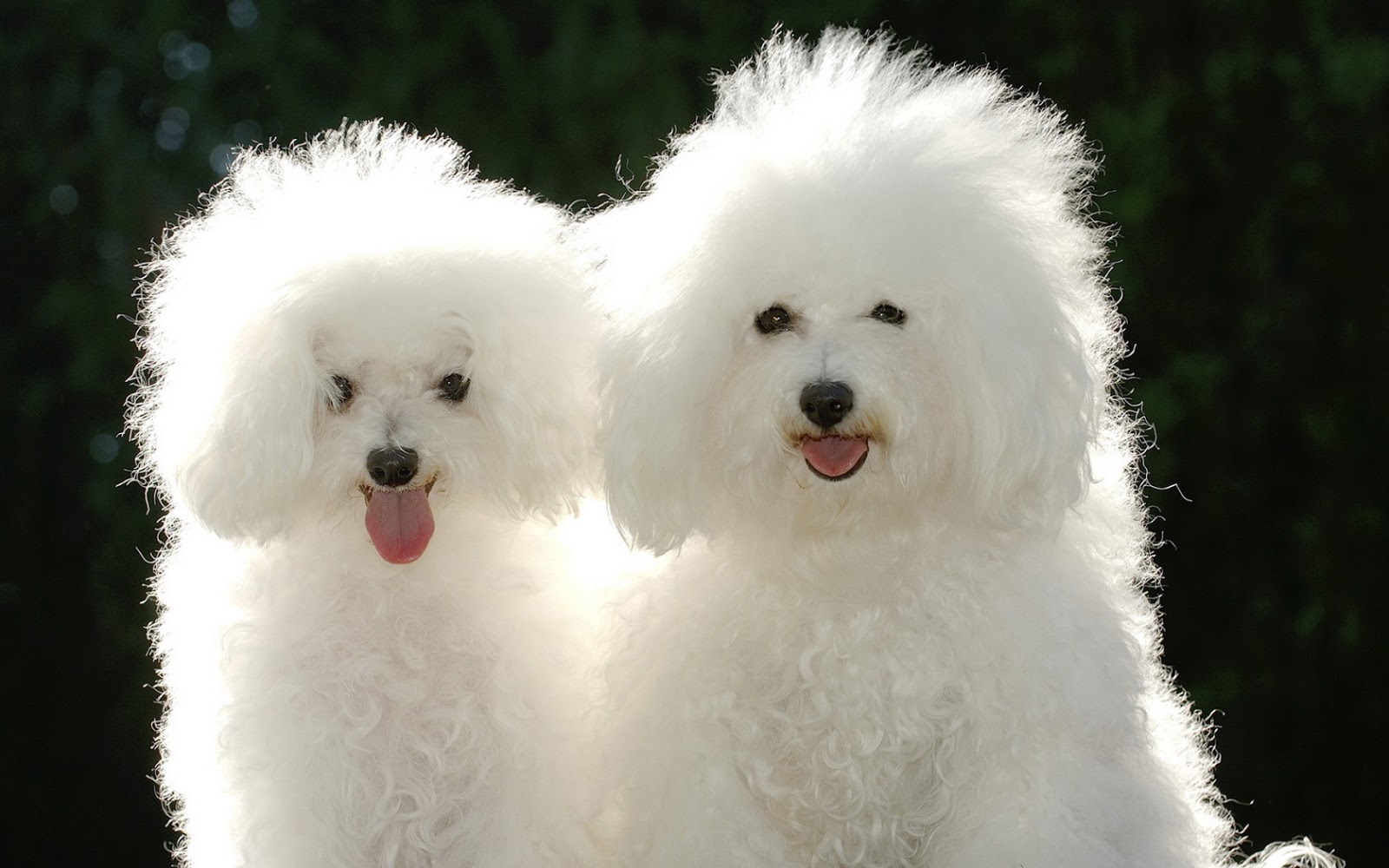 Cute Puppy Dogs: Poodle Puppies
