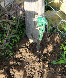 One of the new vines, planted out One of the new vines, planted out
