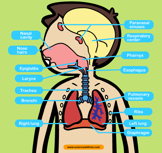 Inmaculada Bilingual Blog  Respiratory System