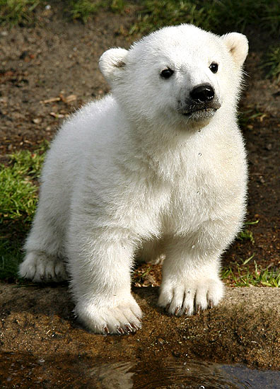 Animales Animales
