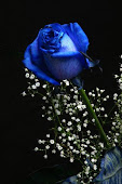 Rosa Azul