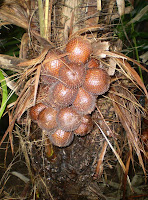 salak