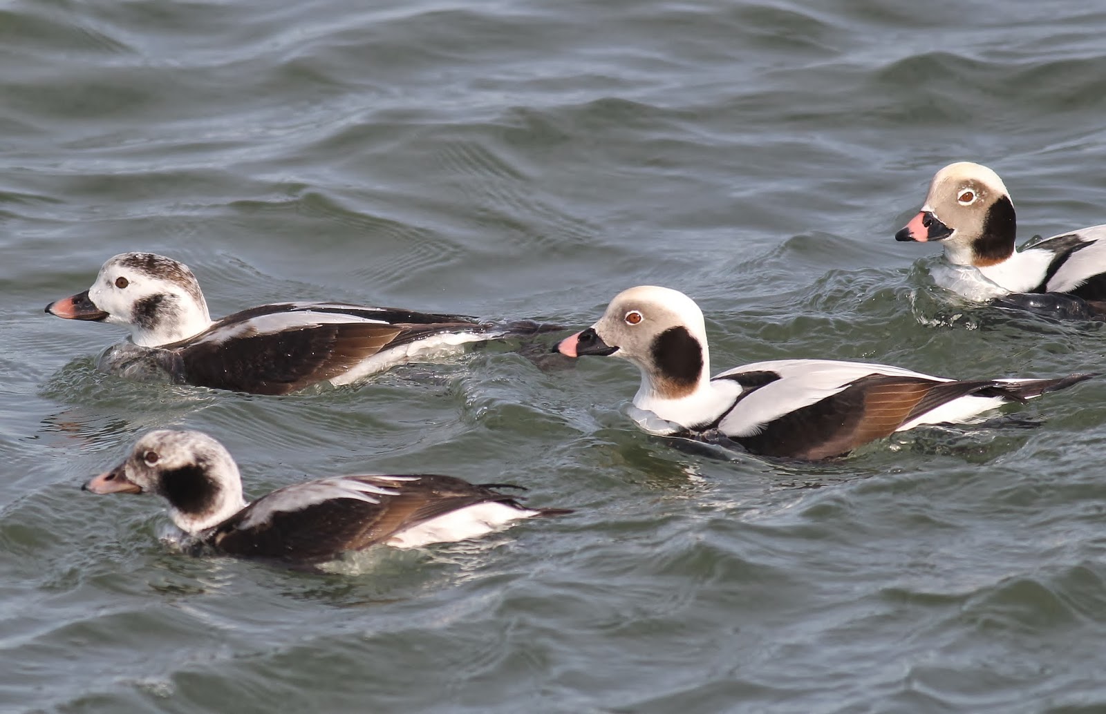 Nature on the Edge of New York City Longtailed Ducks in NY Harbor