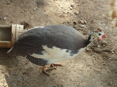 galinha de angola