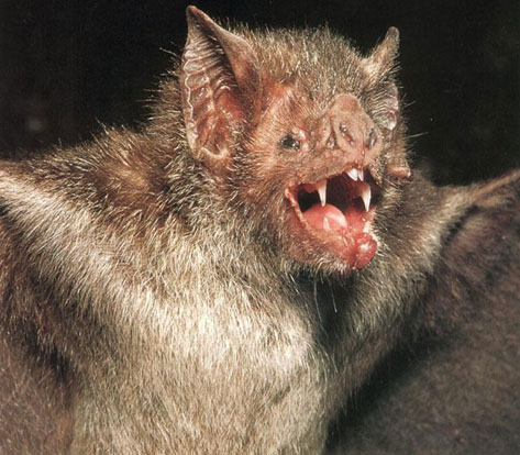 Morcegos [1999]