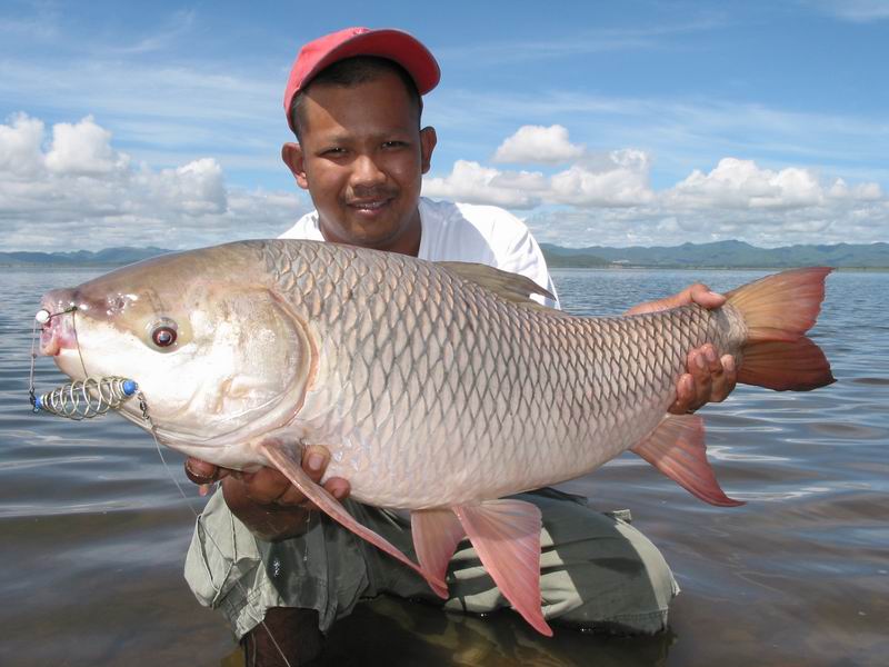 Big Fishes Of The World Rohu Labeo Rohita