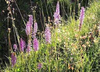 Orhideea montana (Gymnadenia conopsea)