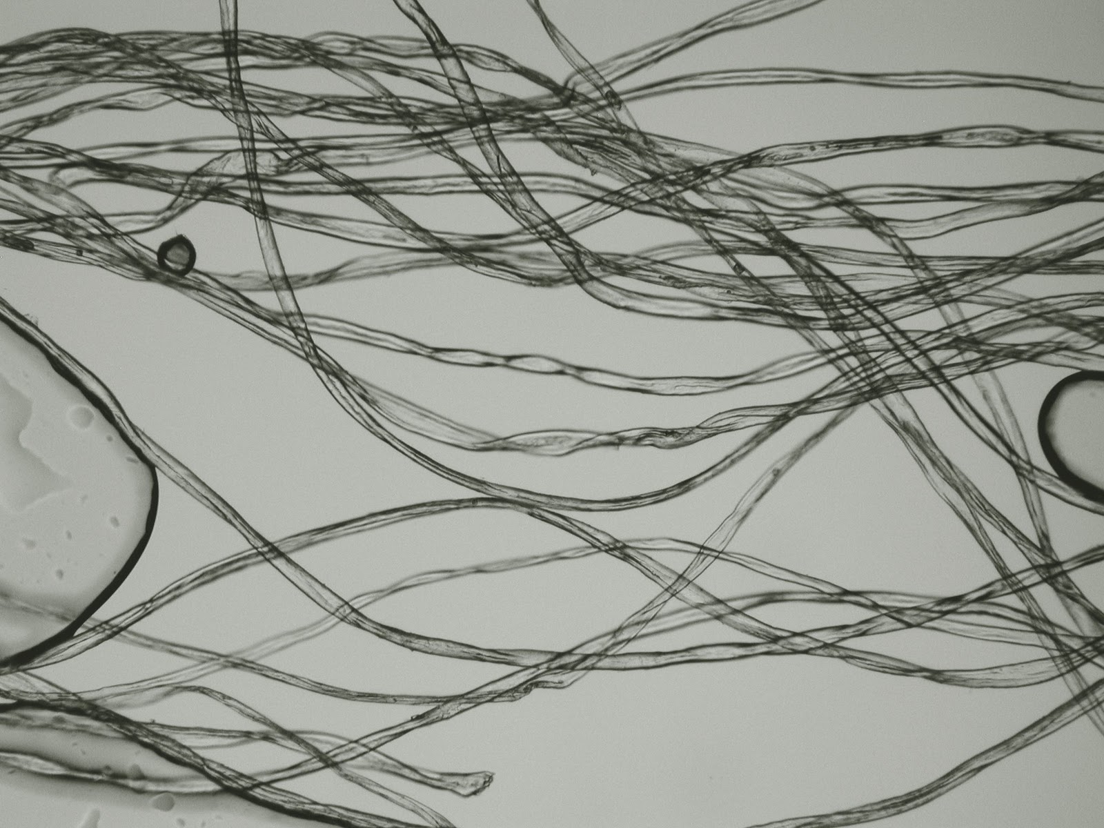 Forensics: Hair/Fiber Analysis