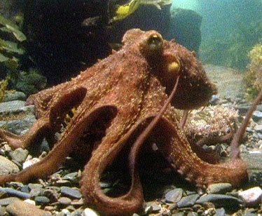 Octopus vulgaris