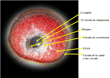 El ojo de una paloma y sus definiciones.