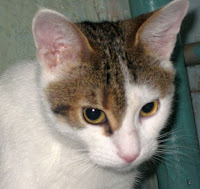 Охотничий кот