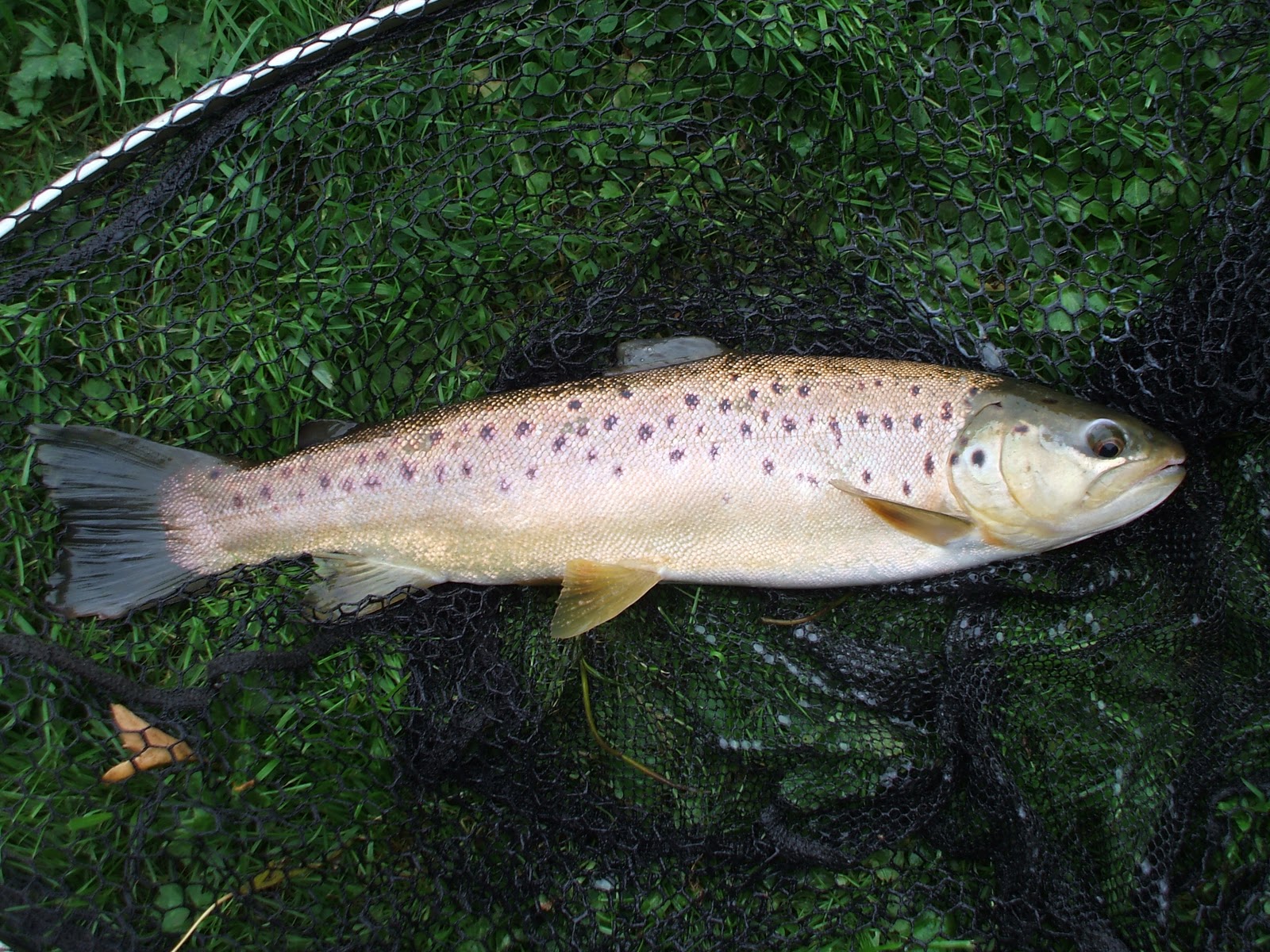 Small Trout