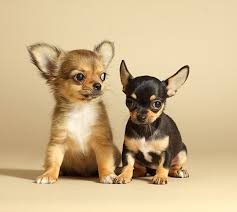 Cute Puppies