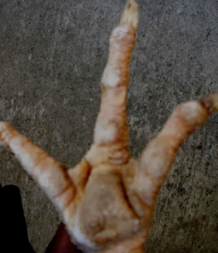 3 contoh gambar sisik kaki ayam batu rantai Ayam Bangkok