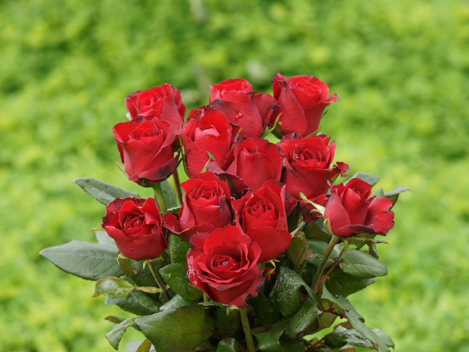 http://2.bp.blogspot.com/-zKlRMePUwbQ/Tgyyw8kM9NI/AAAAAAAAD4k/abeTan7M9bI/s1600/roses_wallpaper-dsc01170.jpg