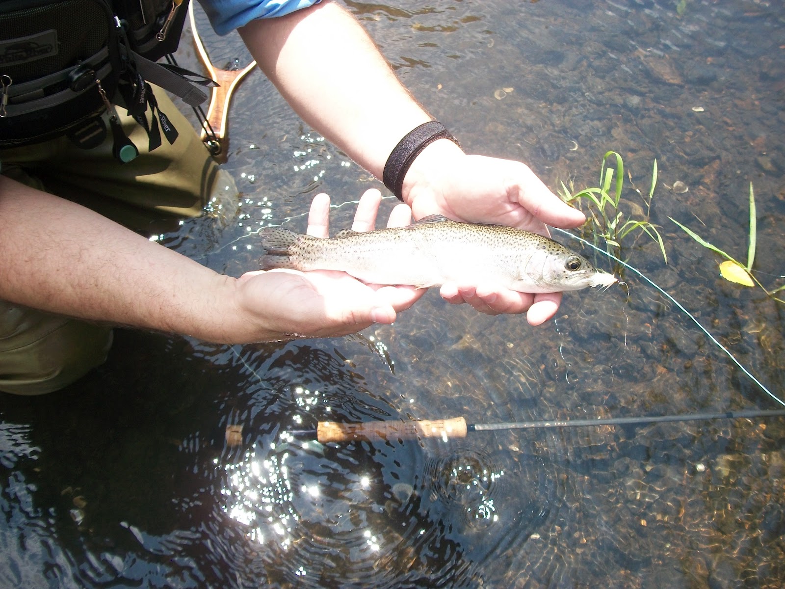 TENNESSEE FLY FISHING Duck River July 2012