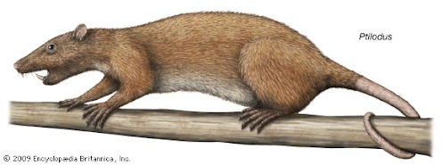 multituberculata Ptilodus paleocene mammals