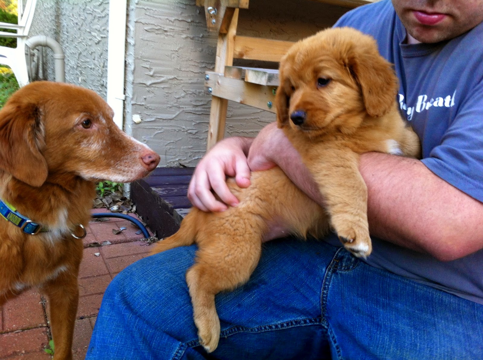 The Dogs Are Really In Charge Clicker Training Journal