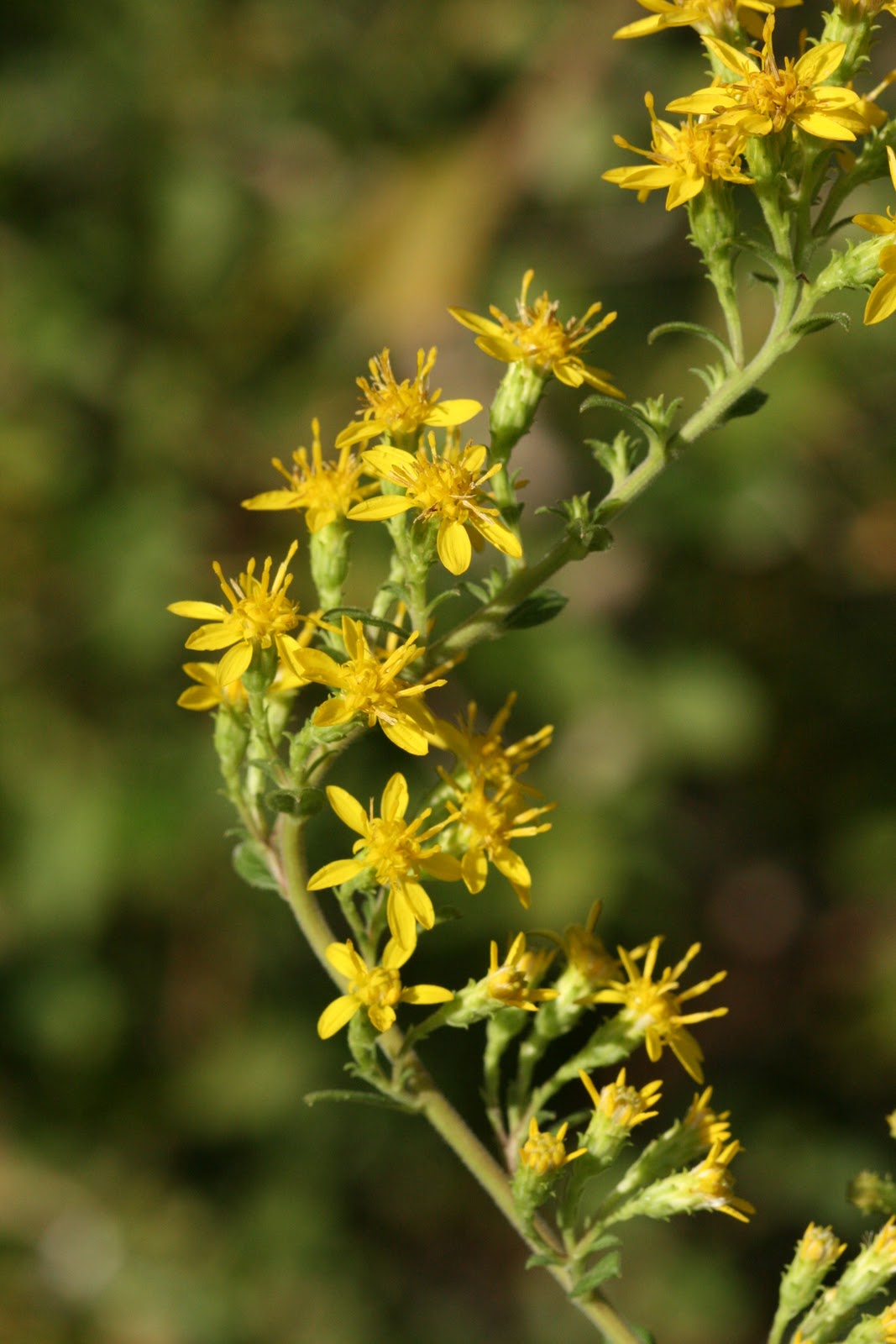 Native Florida Wildflowers Downy Ragged Goldenrod Solidago petiolaris
