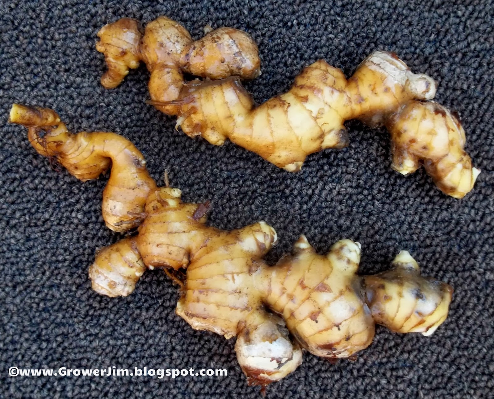 Garden Adventures Ginger root (Zingiber officinale)