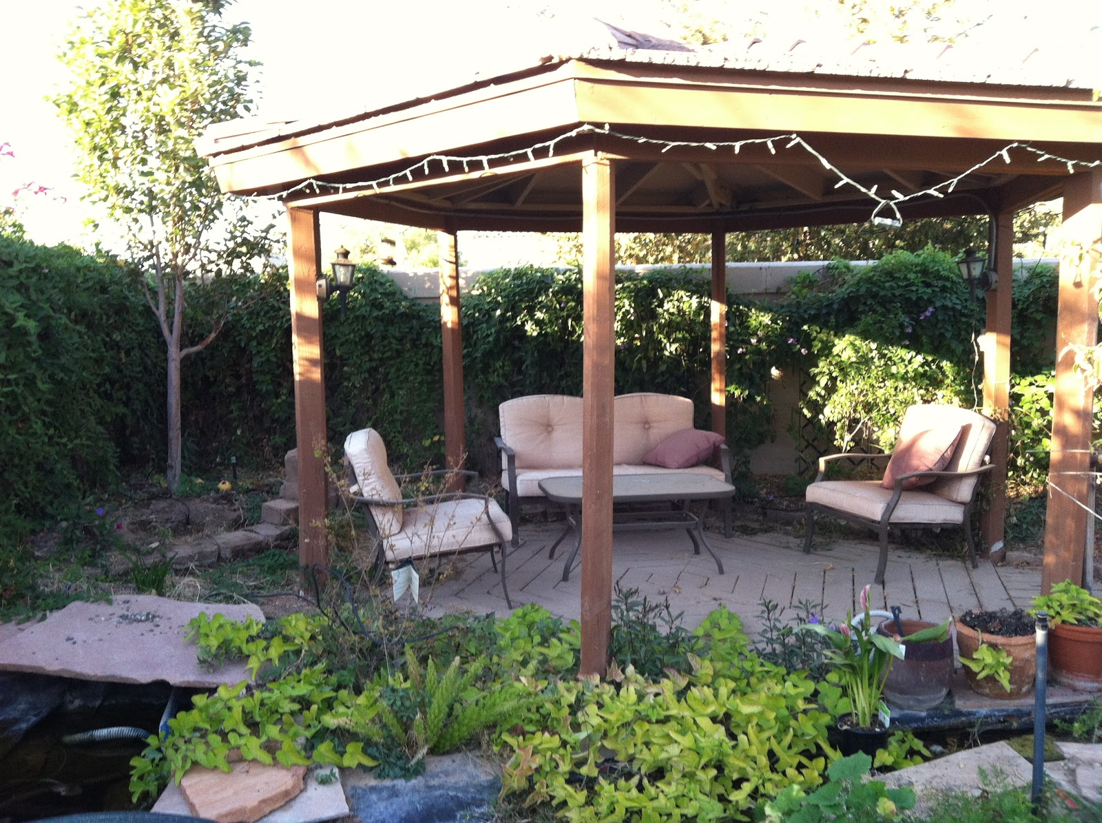 Arizona Backyard Eden It's greener on our side of the fence