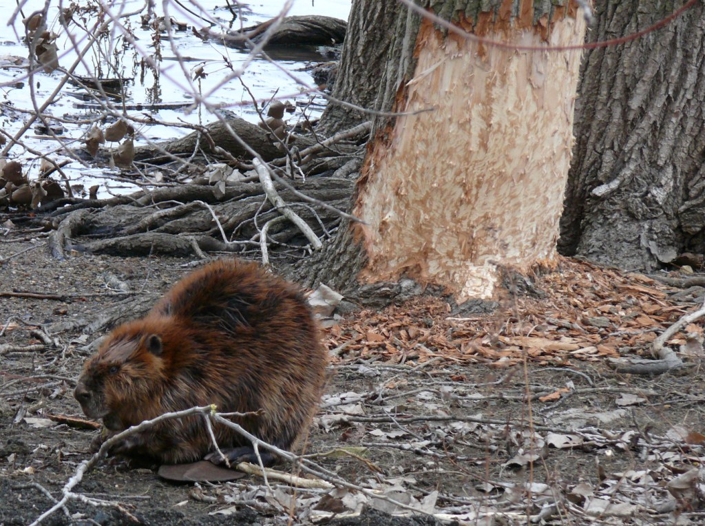 Ohio Birds and Biodiversity Those hardworking Beaver (with video)