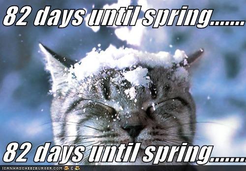 funny-pictures-cat-snow-spring1.jpg